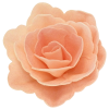 Róża chińska waflowa średnia pudrowa cieniowana 18 sztuk